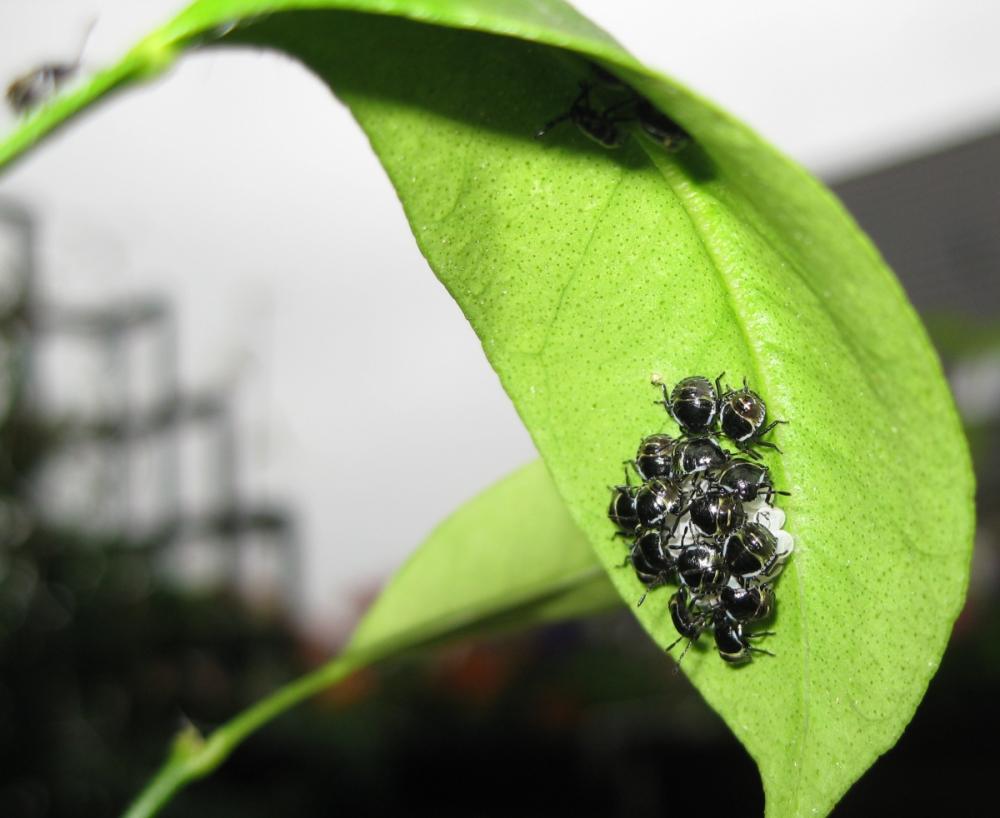 Kleine Schwarze Käfer, was für Vicher sind das? (Biologie, Insekten, Eier)