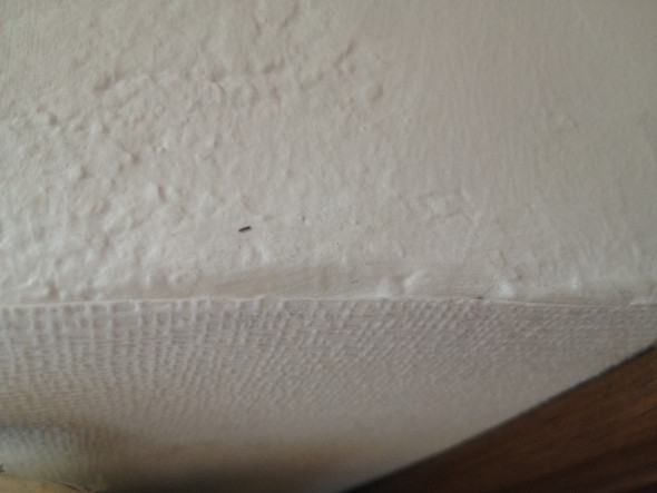 Kleine Schwarze Krabbeltiere In Meinem Zimmer Tiere Insekten Kafer