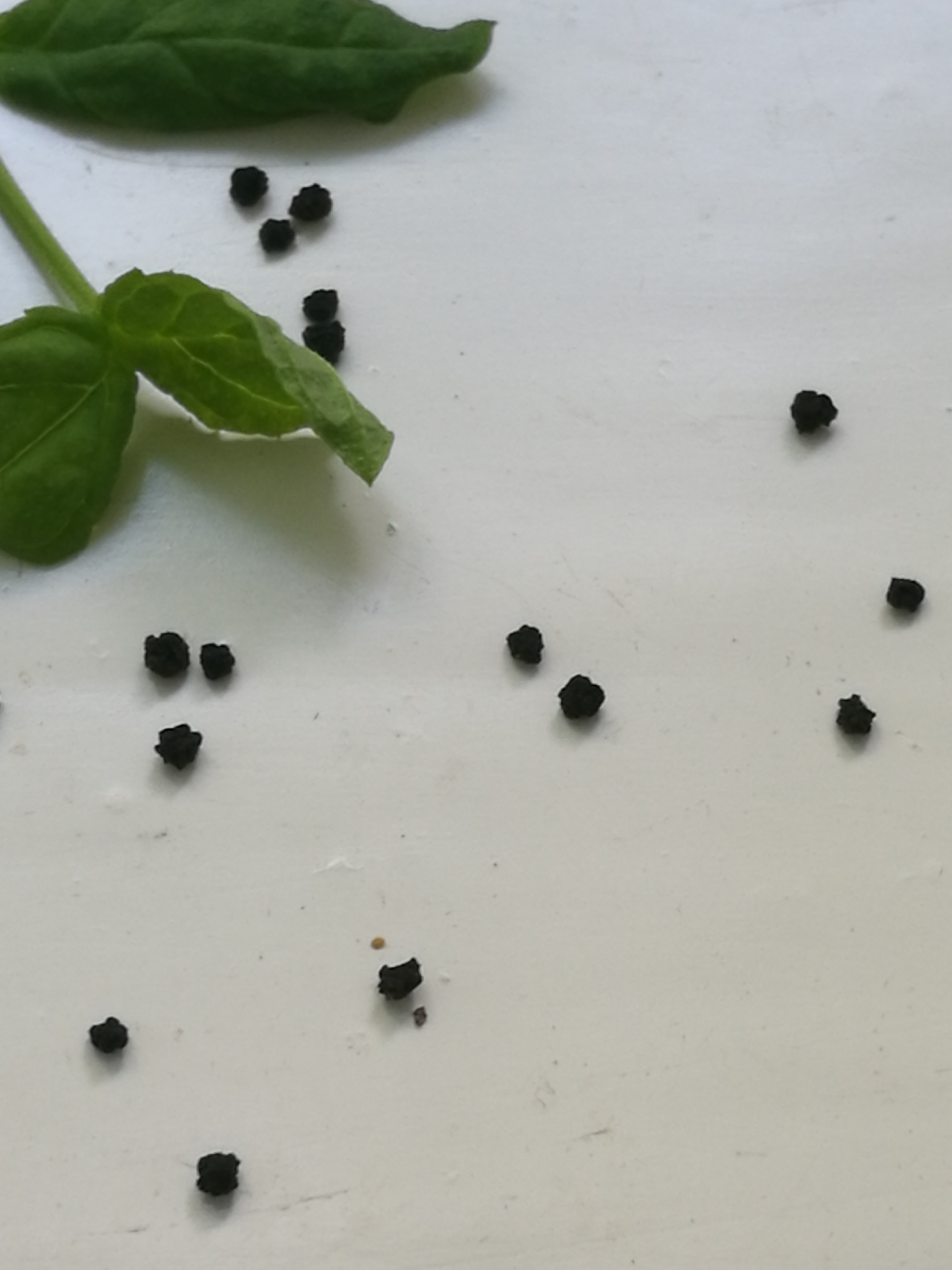 54+ Kleine Schwarze Kügelchen Im Garten, Schwarze würmer an der