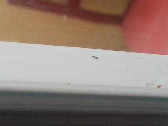 Kleine Schwarze Langliche Fliegende Insekten Auf Dem Balkon Schadlinge