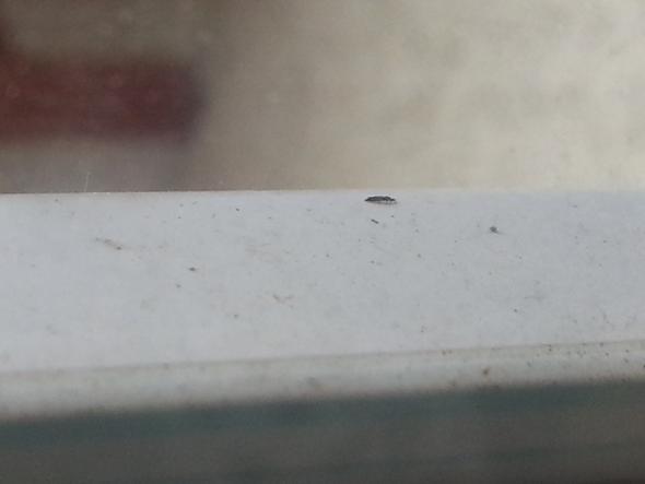 Kleine Schwarze Langliche Fliegende Insekten Auf Dem Balkon