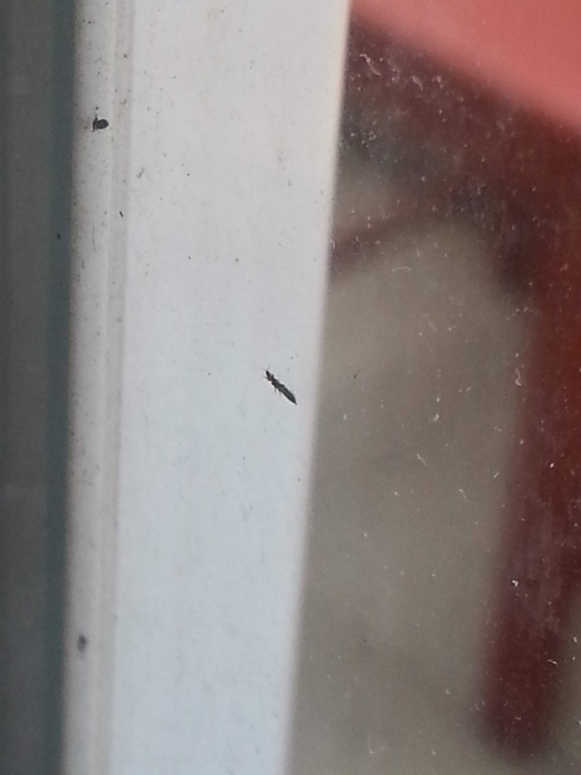 Kleine schwarze längliche (fliegende?) Insekten auf dem Balkon!? (Schädlinge)