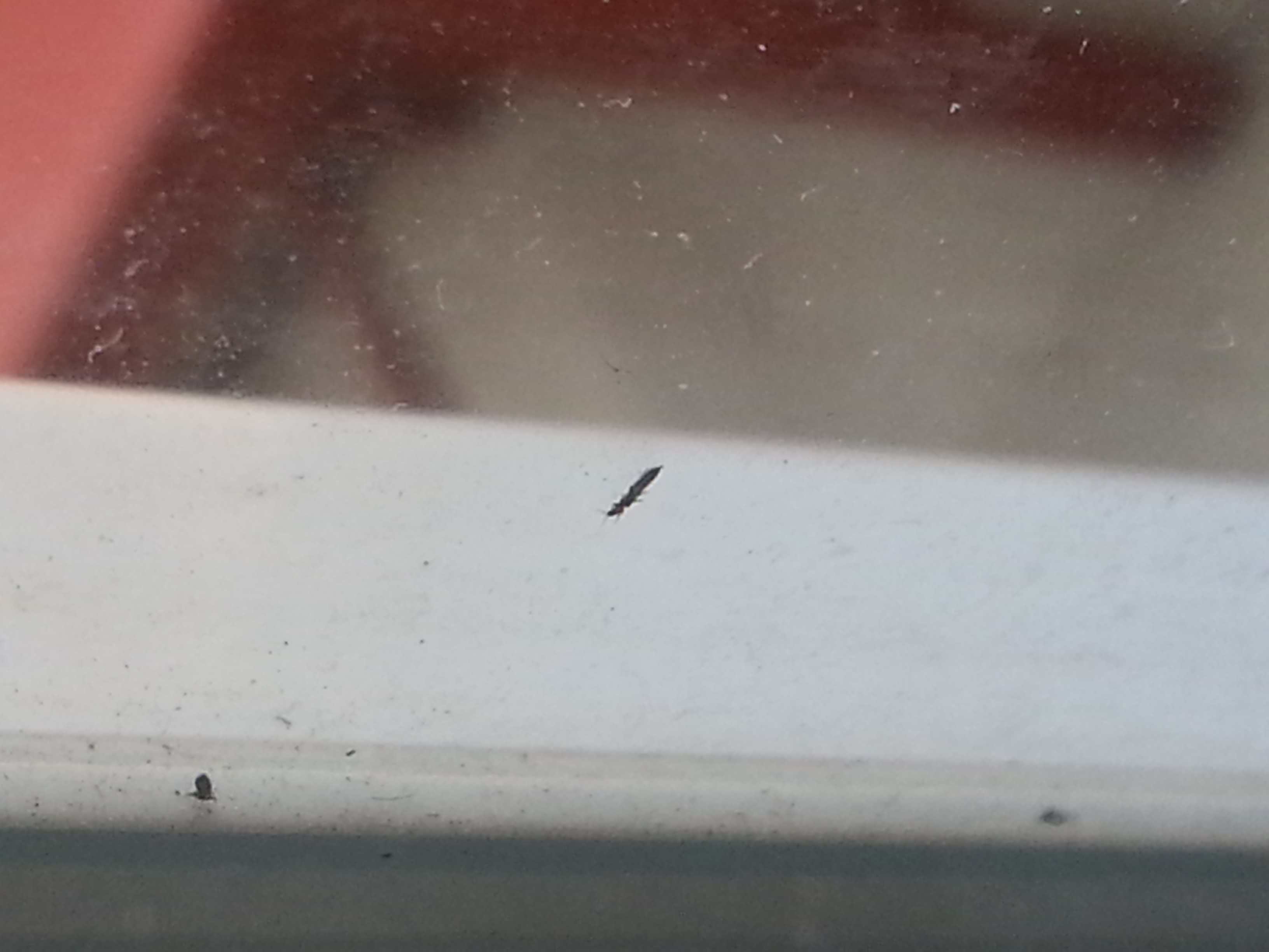 Kleine schwarze längliche (fliegende?) Insekten auf dem Balkon