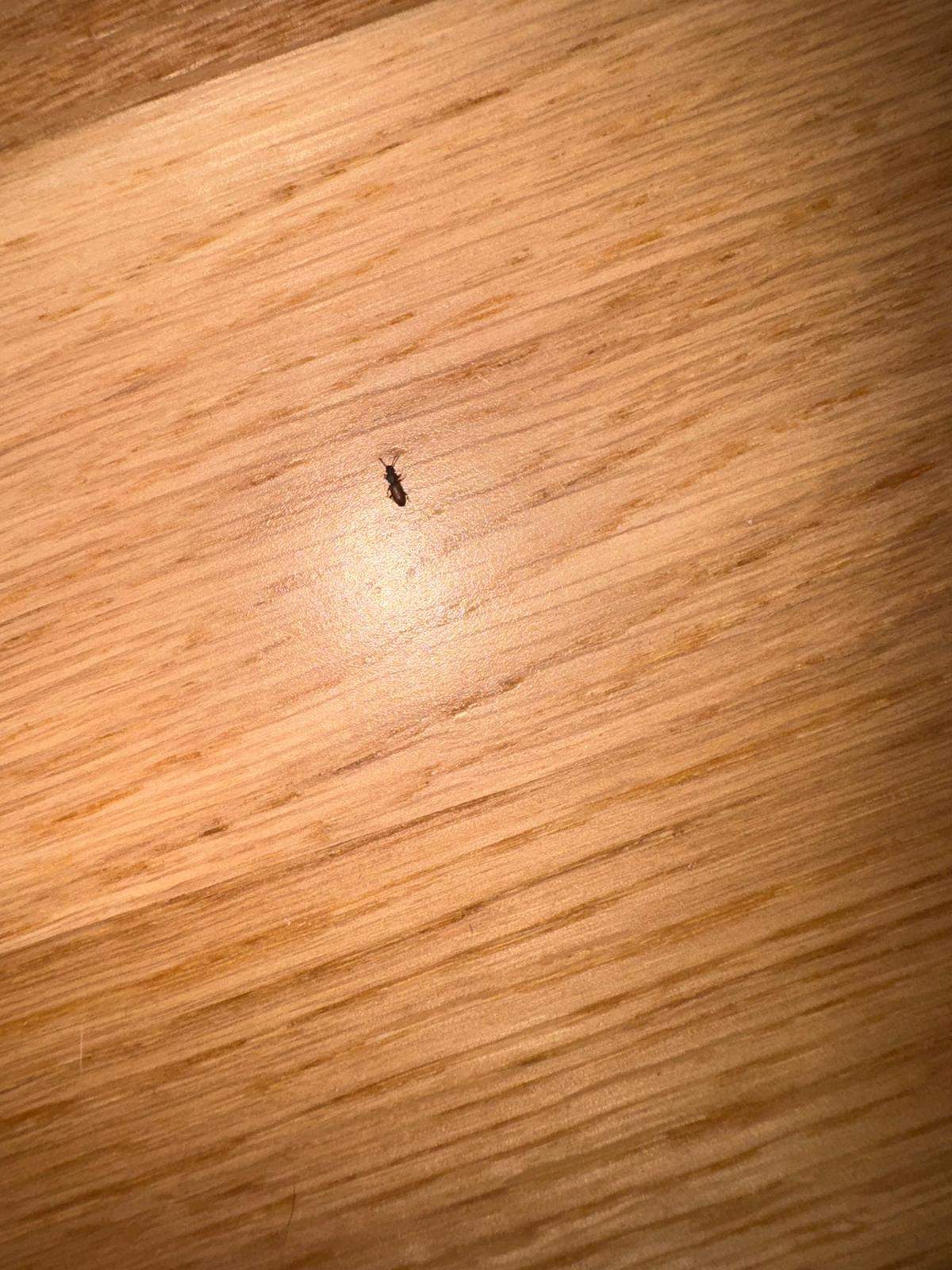 Kleine Schwarze Kfer In Der Wohnung