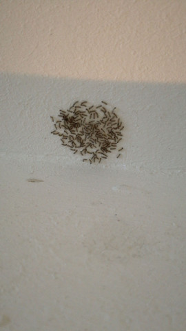 Kleine Schwarze Larven An Der Wand Wurmer