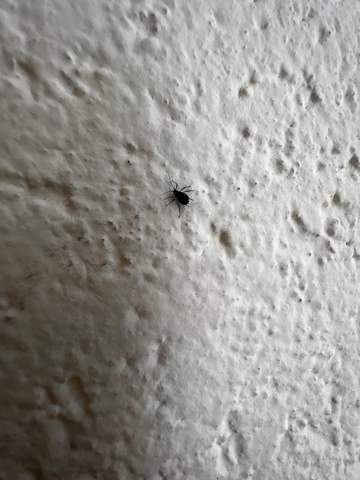 kleine schwarze Spinne ähnliches tier aber keine spinne?