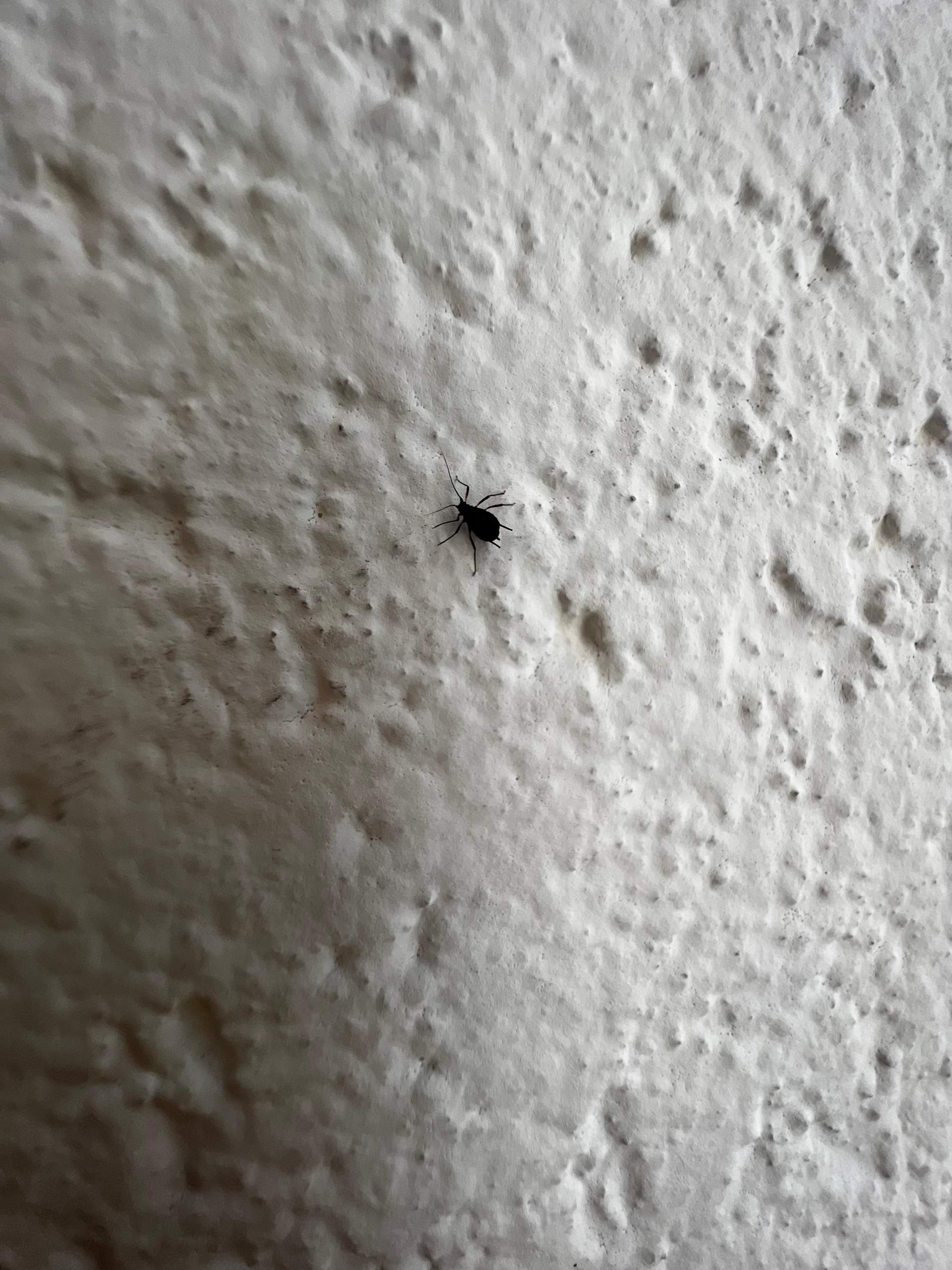 Kleine Schwarze Käfer An Der Wand kleine schwarze Spinne ähnliches tier aber keine spinne? (Ungeziefer