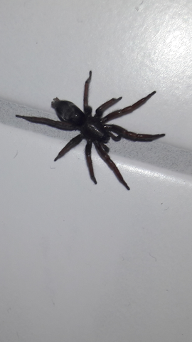 Spinne - (Wohnung, Spinnen, gefährlich)