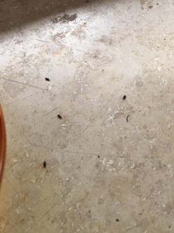 Kleine schwarze Tierchen immer wieder am Fensterbrett? (fliegen