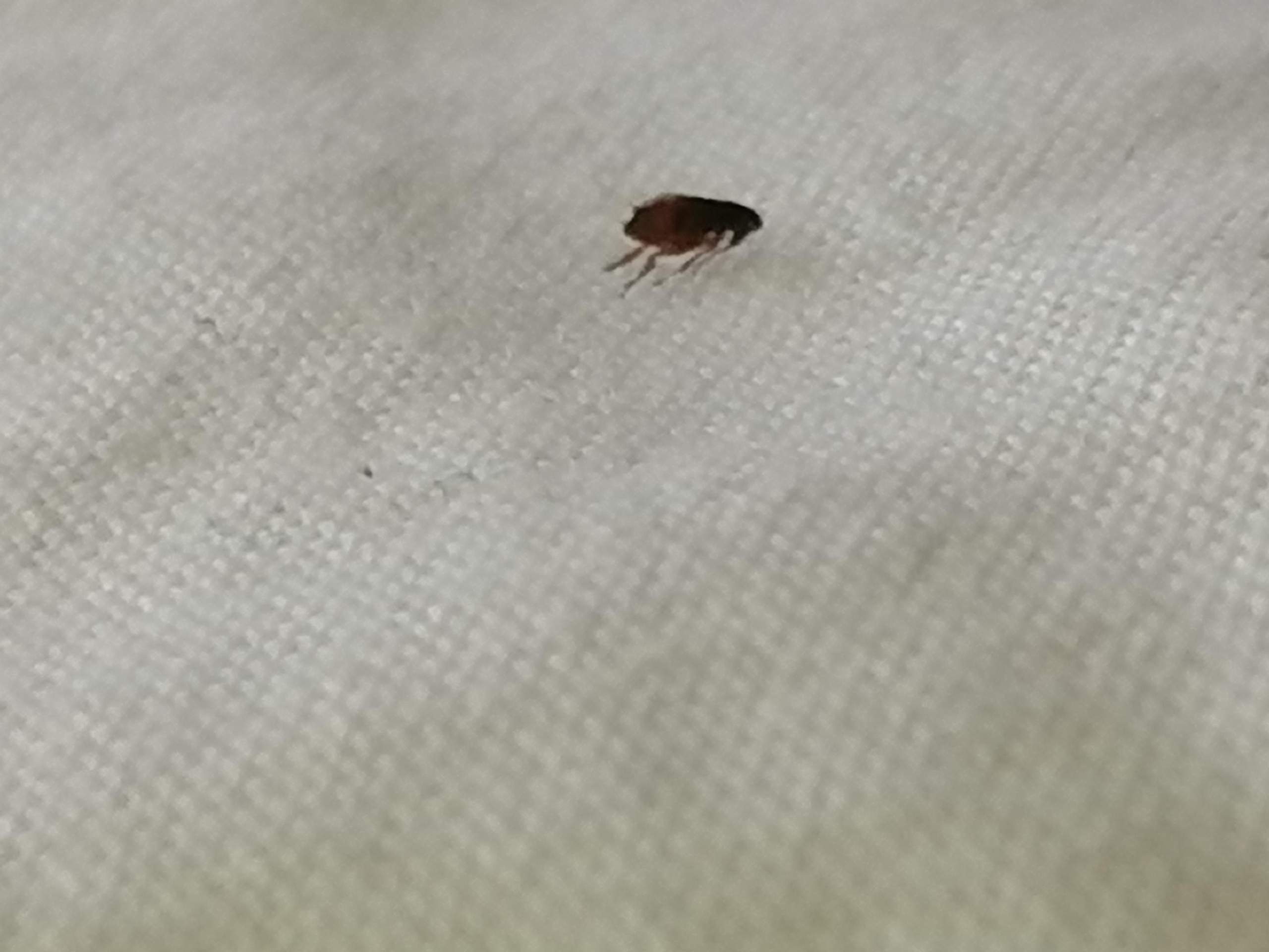 Kleine schwarze Tiere auf den Boden und die können springen und die ...