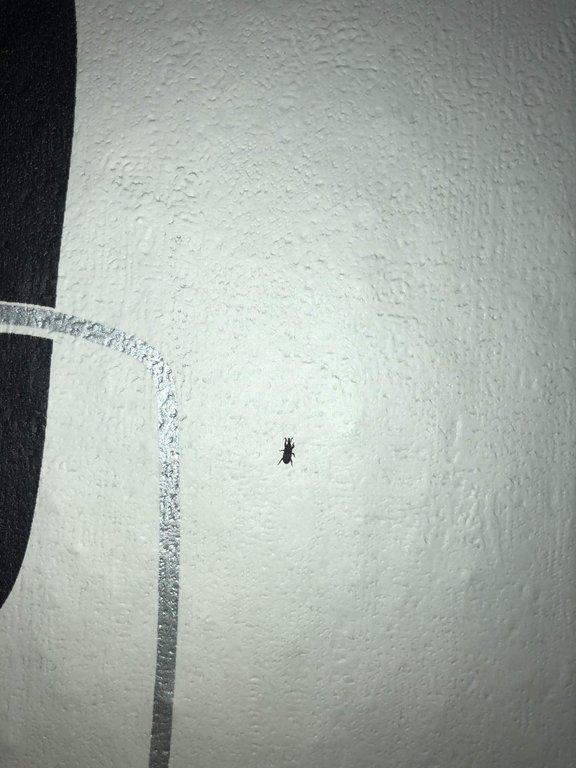 Kleine schwarze Tiere in der Wohnung (Rüsselkäfer)? (Insekten, Käfer)