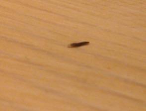 kleine schwarze wurmer hat jemand eine ahnung was das ist katze haustiere kitten