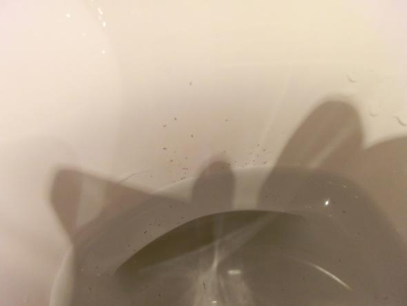 Kleine Schwarze Wurmer Im Wc Spulwasser Woher Kommen Die Kleine Schwarze Wurmer Im Wc Spulwasser Woher Kommen Die