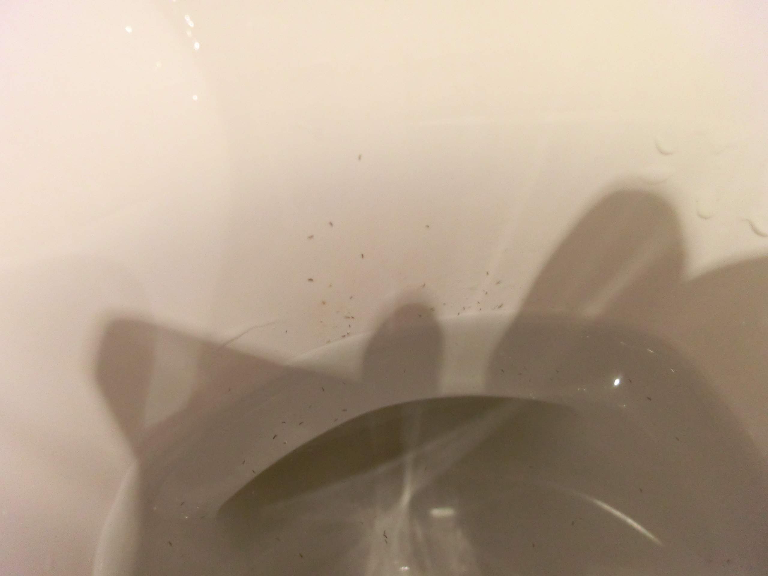 Schwarze würmer in toilette nach urlaub