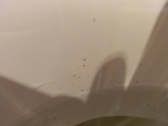 Kleine Schwarze Wurmer Im Wc Spulwasser Woher Kommen Die Kleine Schwarze Wurmer Im Wc Spulwasser Woher Kommen Die