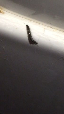 Kleine Würmer In Der Dusche