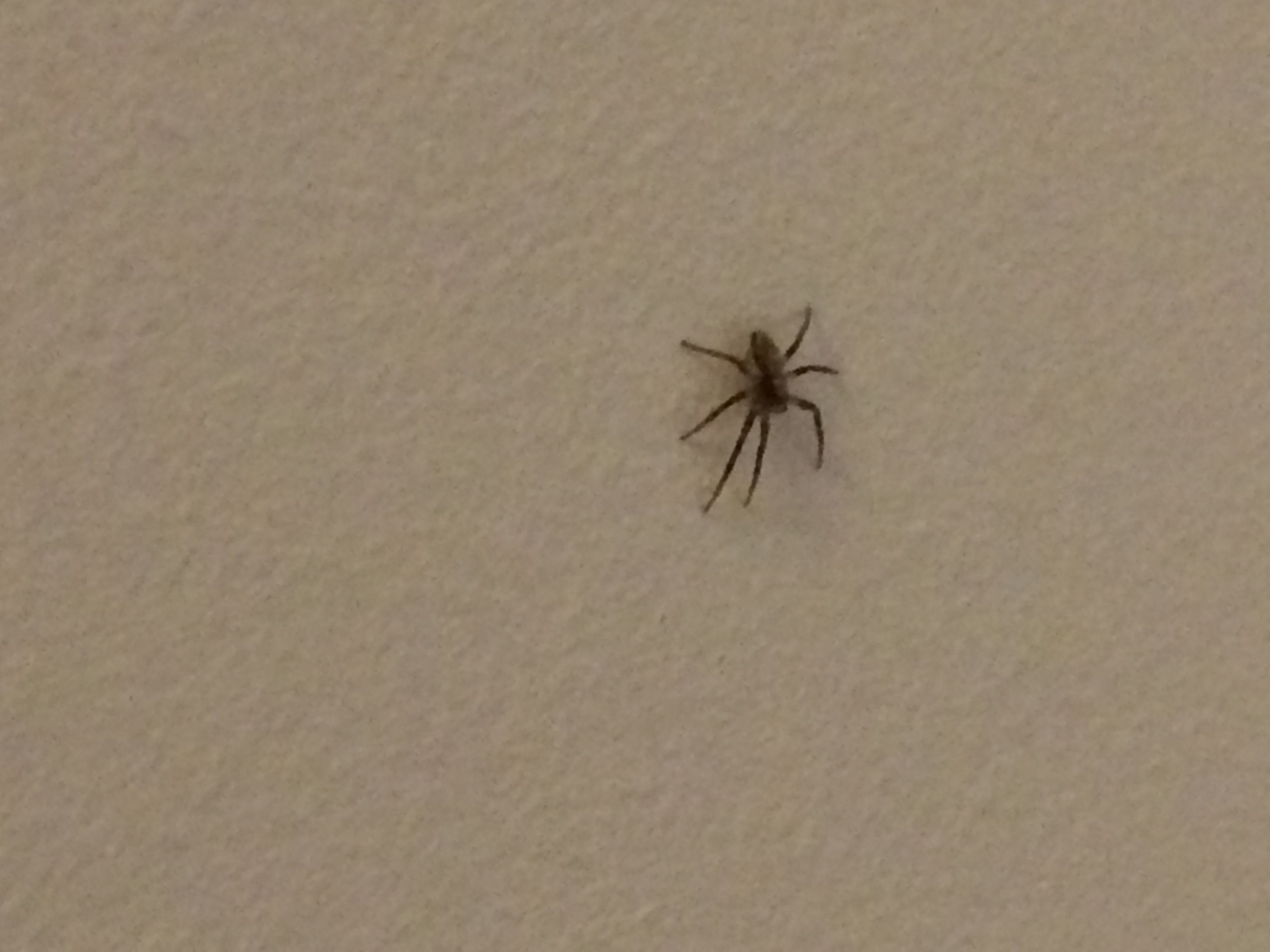Kleine Spinne Im Zimmer Haus