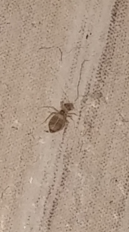 Kleine Spinnenwesen Im Zimmer Milben Gesundheit Und Medizin