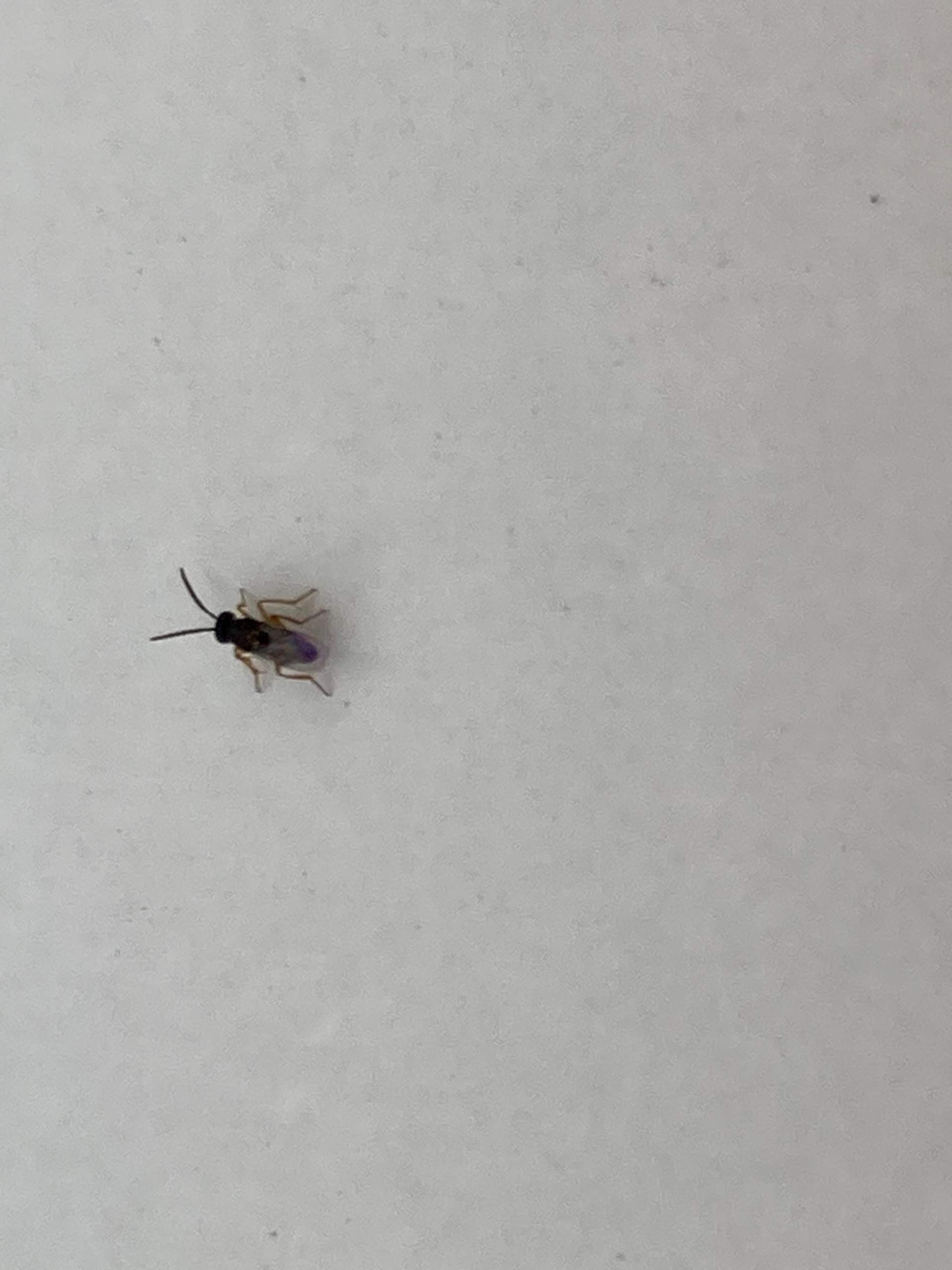 Kleine Springende Käfer? (Insekten, Schädlinge, Kammerjäger)