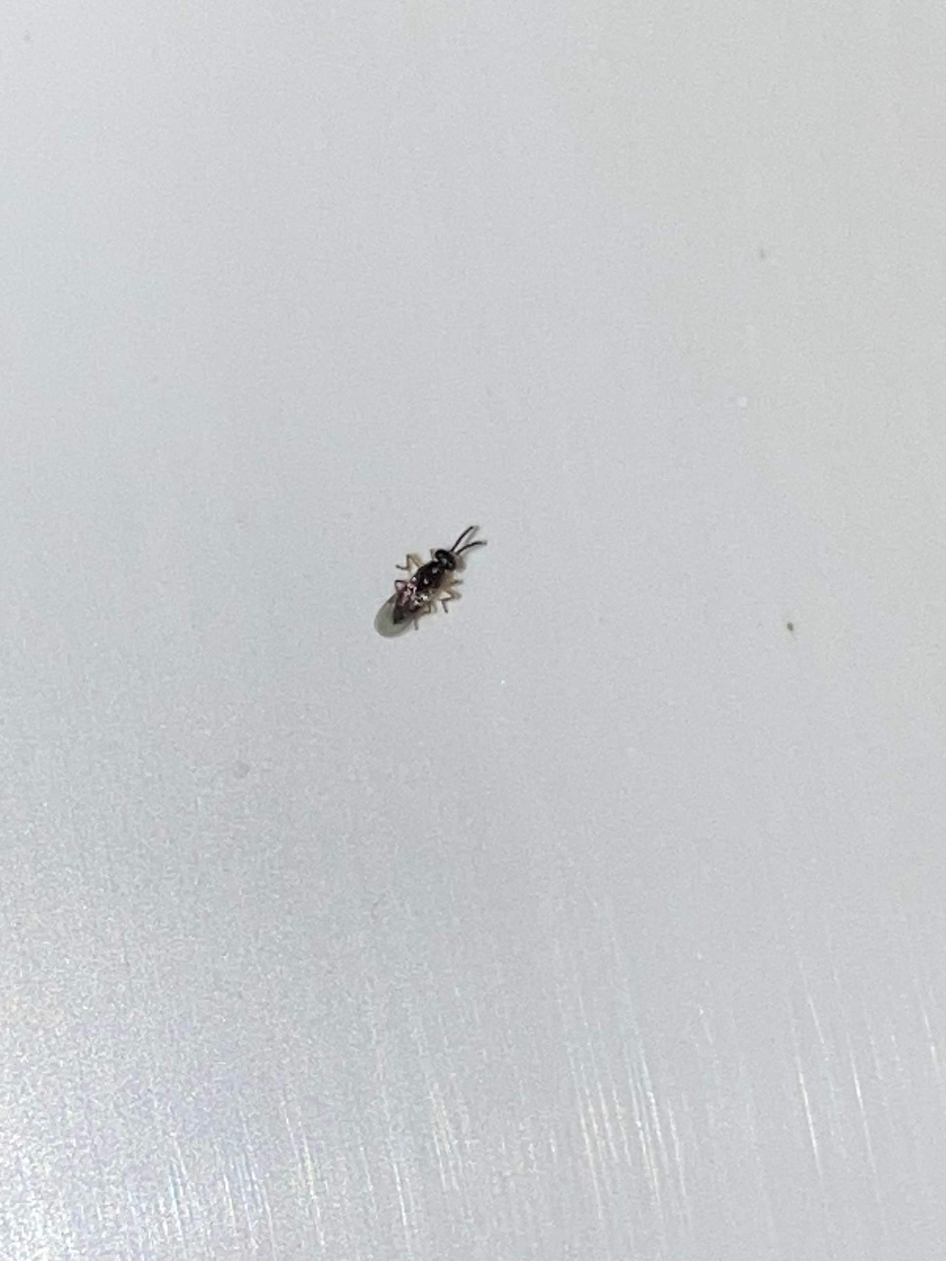 Kleine Schwarze Springende Insekten
