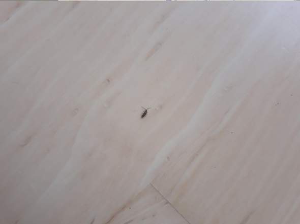 - (Tiere, Hygiene)