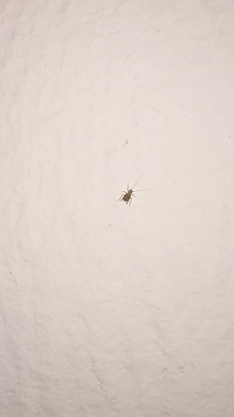 Kleine Tierchen an der Wand (Wanzen ?) ? (Insekten)