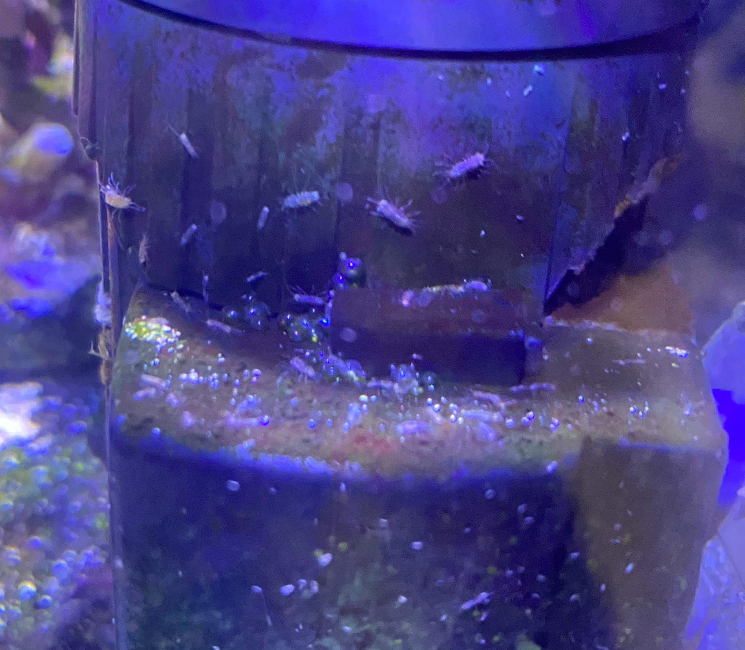 Kleine Tierchen im Aquarium schädlich? (Wasser, Parasiten ...