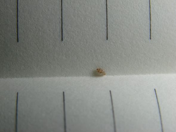 Kleine Tierchen Im Haus Kammerjager Ungezifer Ungeziefer