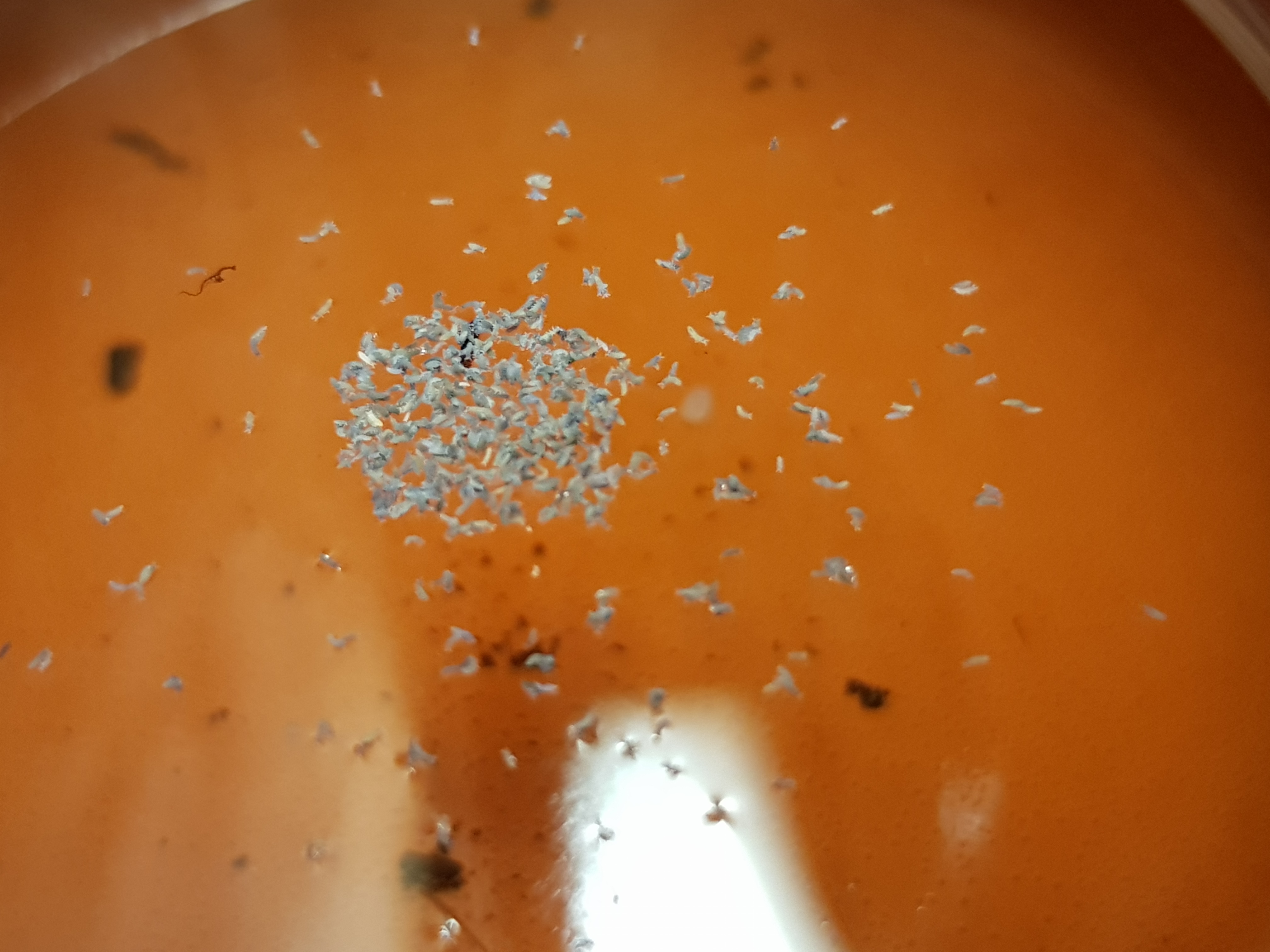 Kleine Tierchen im Terrarium? (Tiere, Milben, Plage)