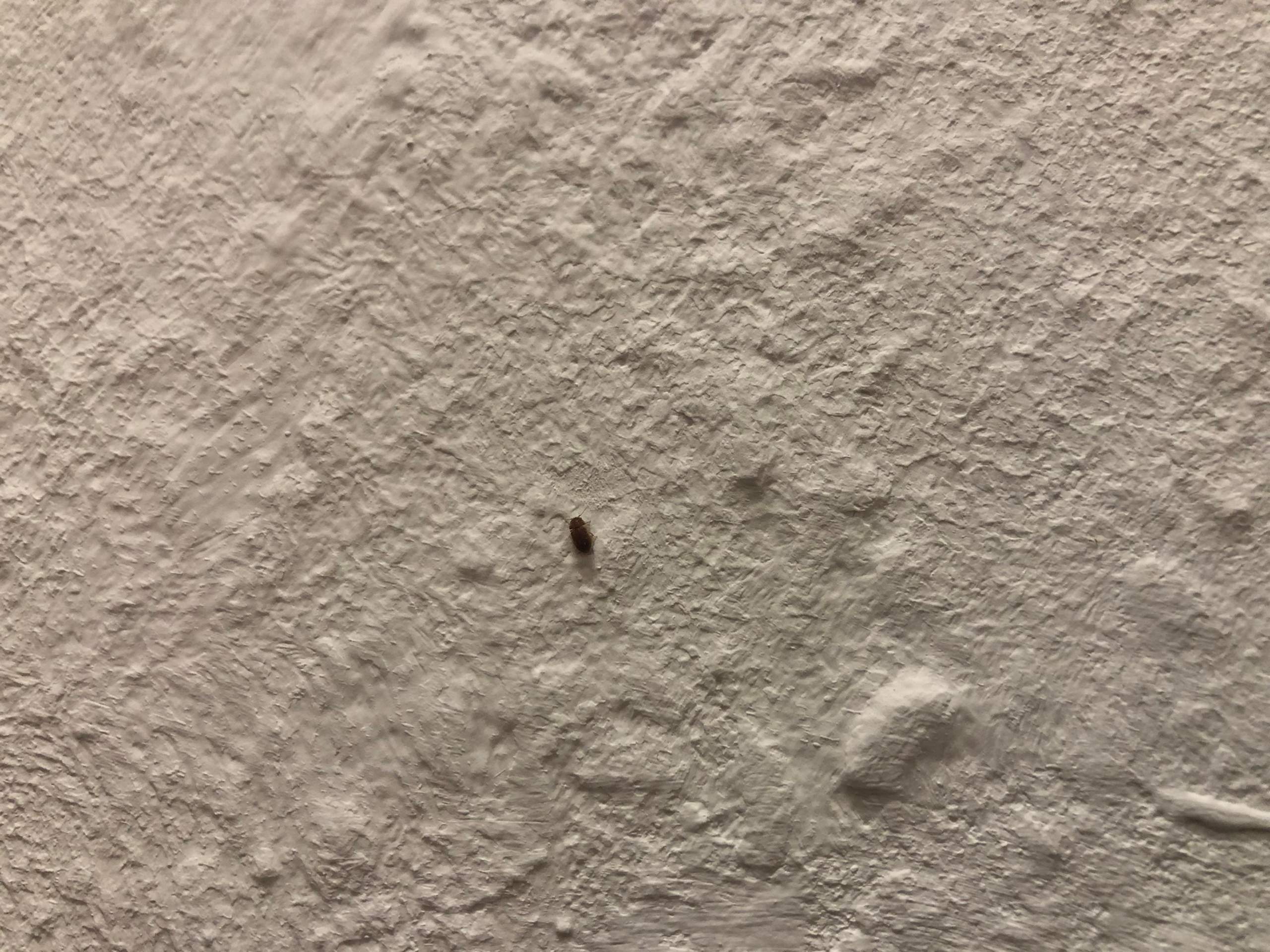 Kleine Tiere an der wand? (Insekten, Insektenplage)