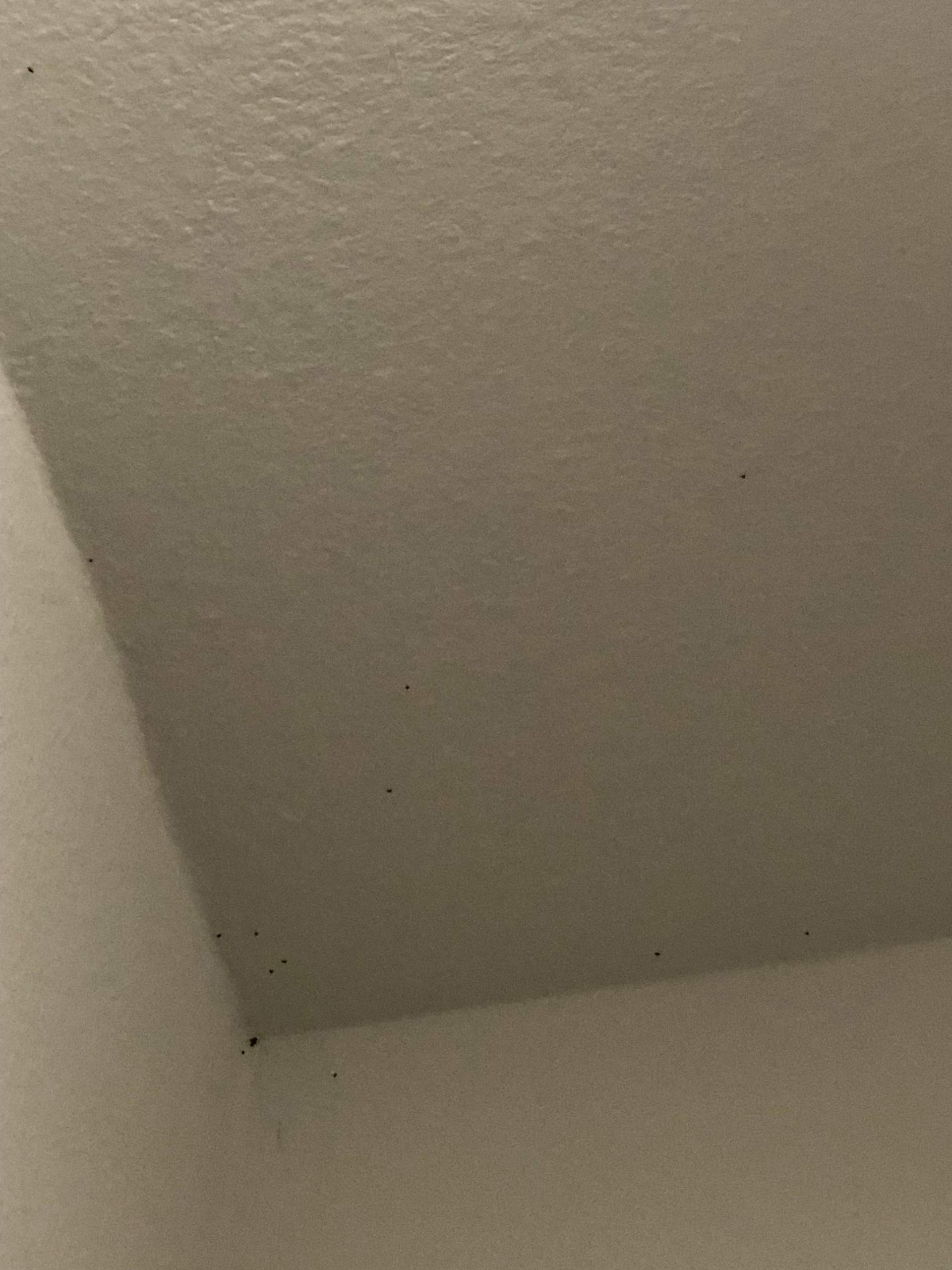 Kleine Tiere an der wand? (Insekten, Insektenplage)