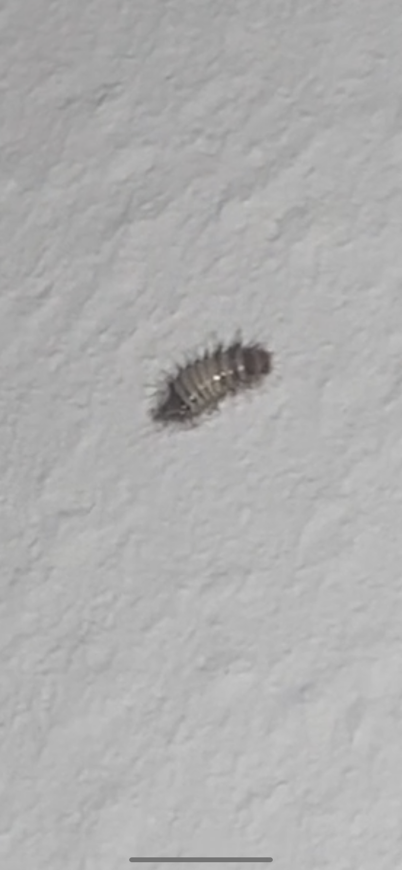 Kleine Tiere im Zimmer? (Insekten, Käfer)