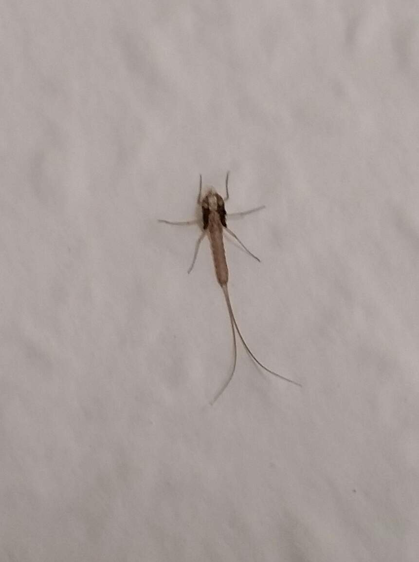 Kleine Tiere in der Wohnung oben an der Wand Kleine Tiere in der Wohnung oben an der Wand