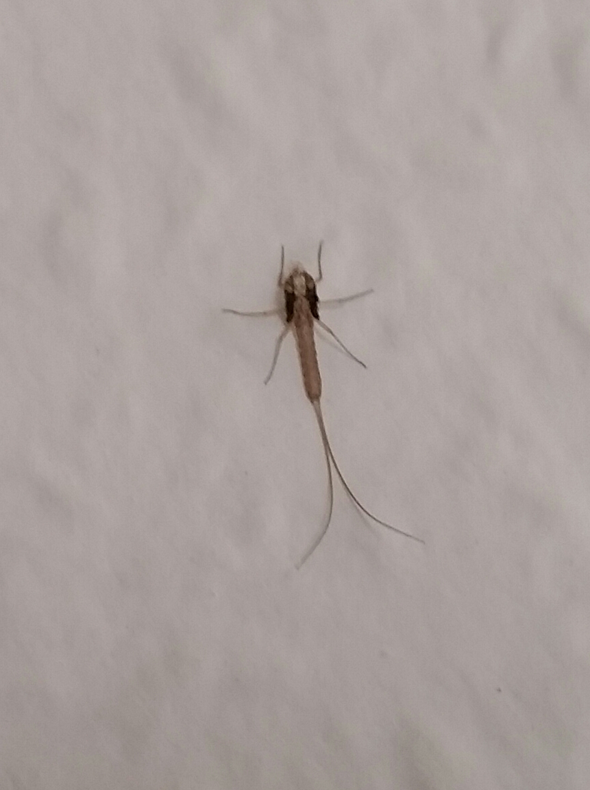 Kleine Tiere in der Wohnung oben an der Wand