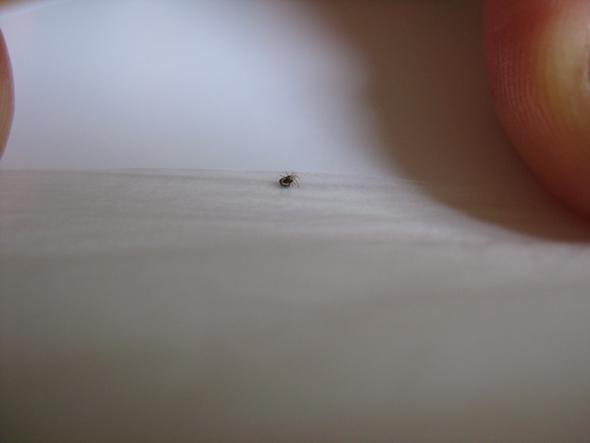 Kleine Ungeziefer Im Bad Insekten Badezimmer Igitt