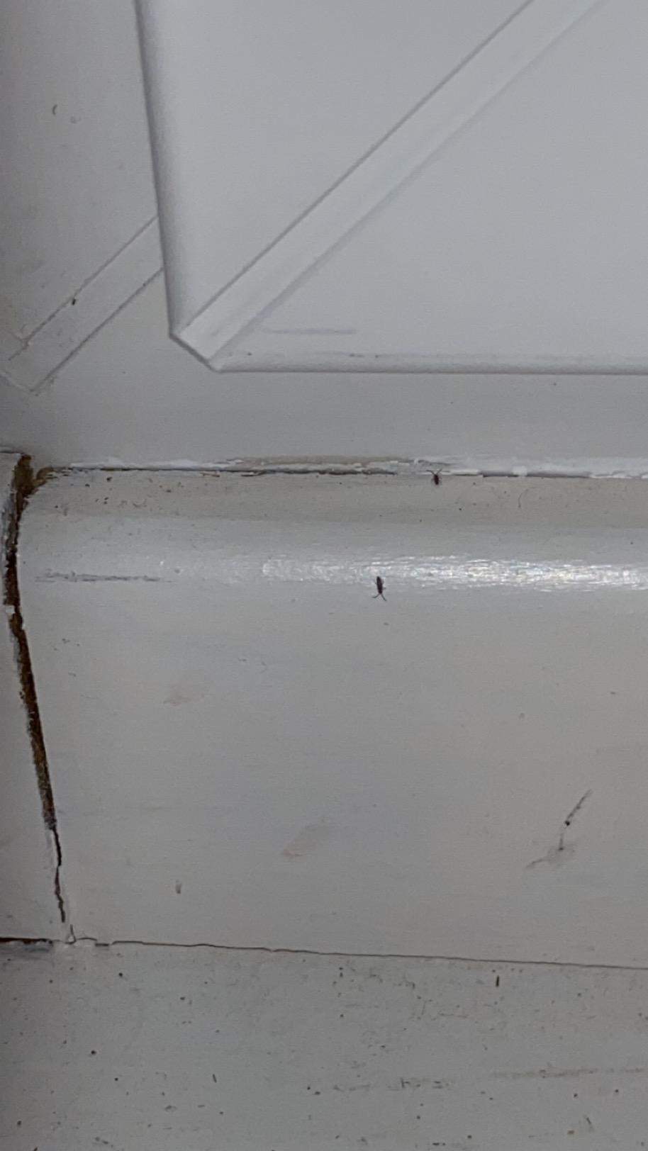 Kleine Viecher an meiner Fensterbank wie werd ich sie los? (Schädlinge