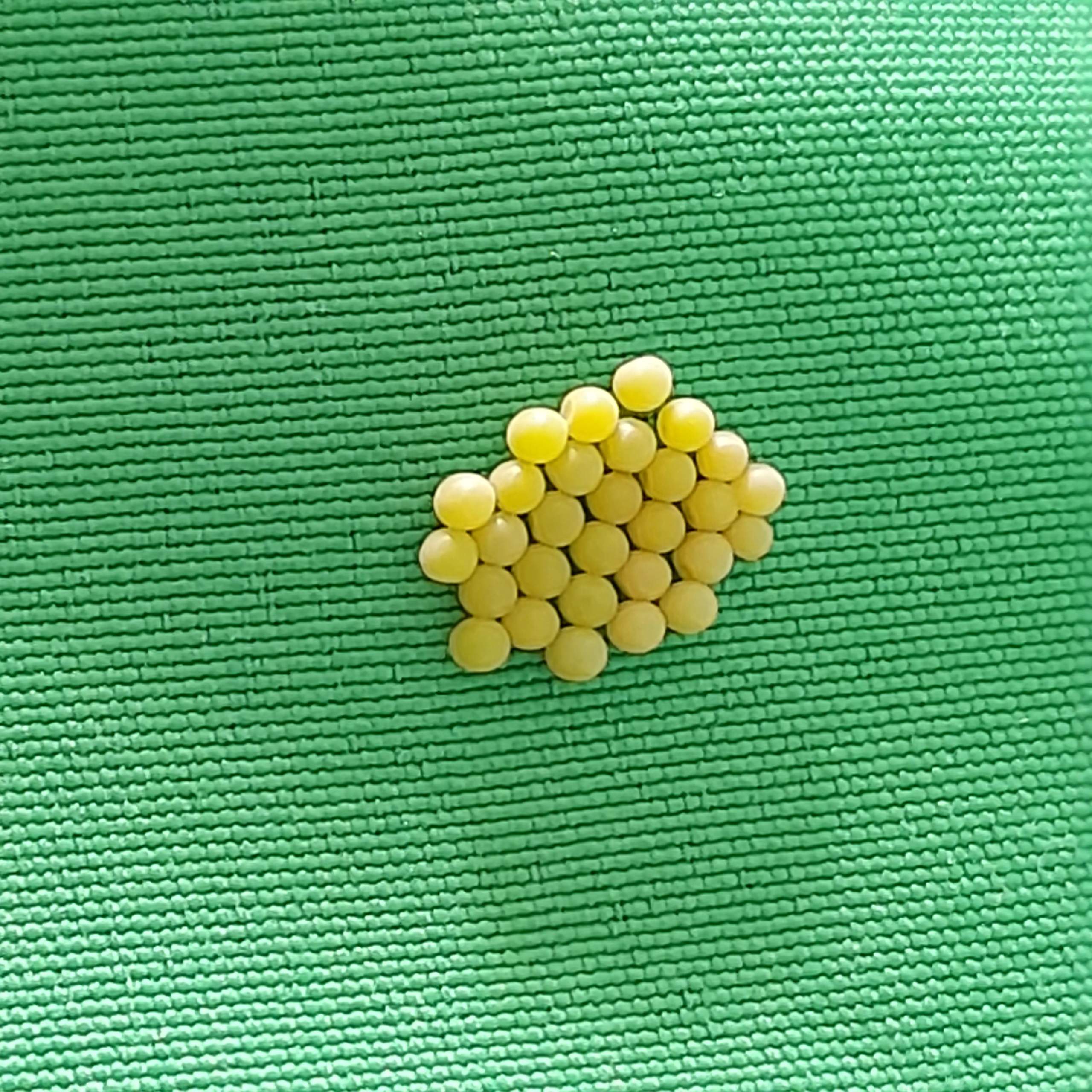 Kleine, weißgelbliche Kugeln im Zimmer gefunden? (Insekten, Eier)