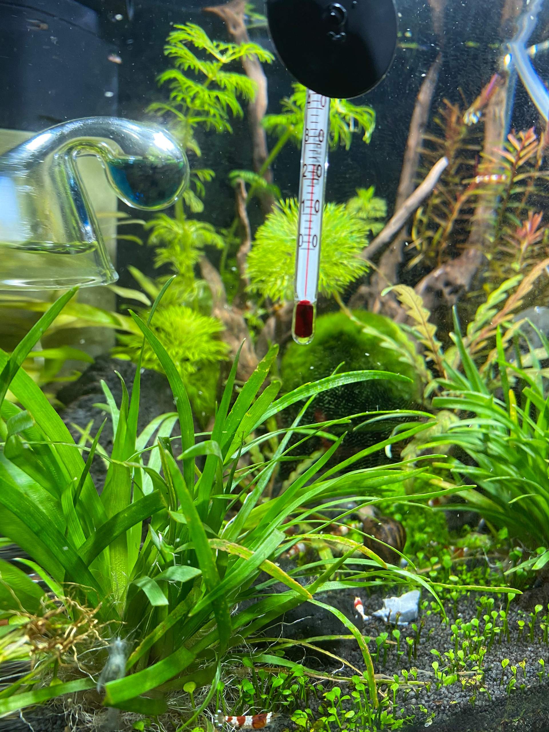 Kleine weiße bewegende punkte und wurm artiges weißes? (Tiere, Aquarium