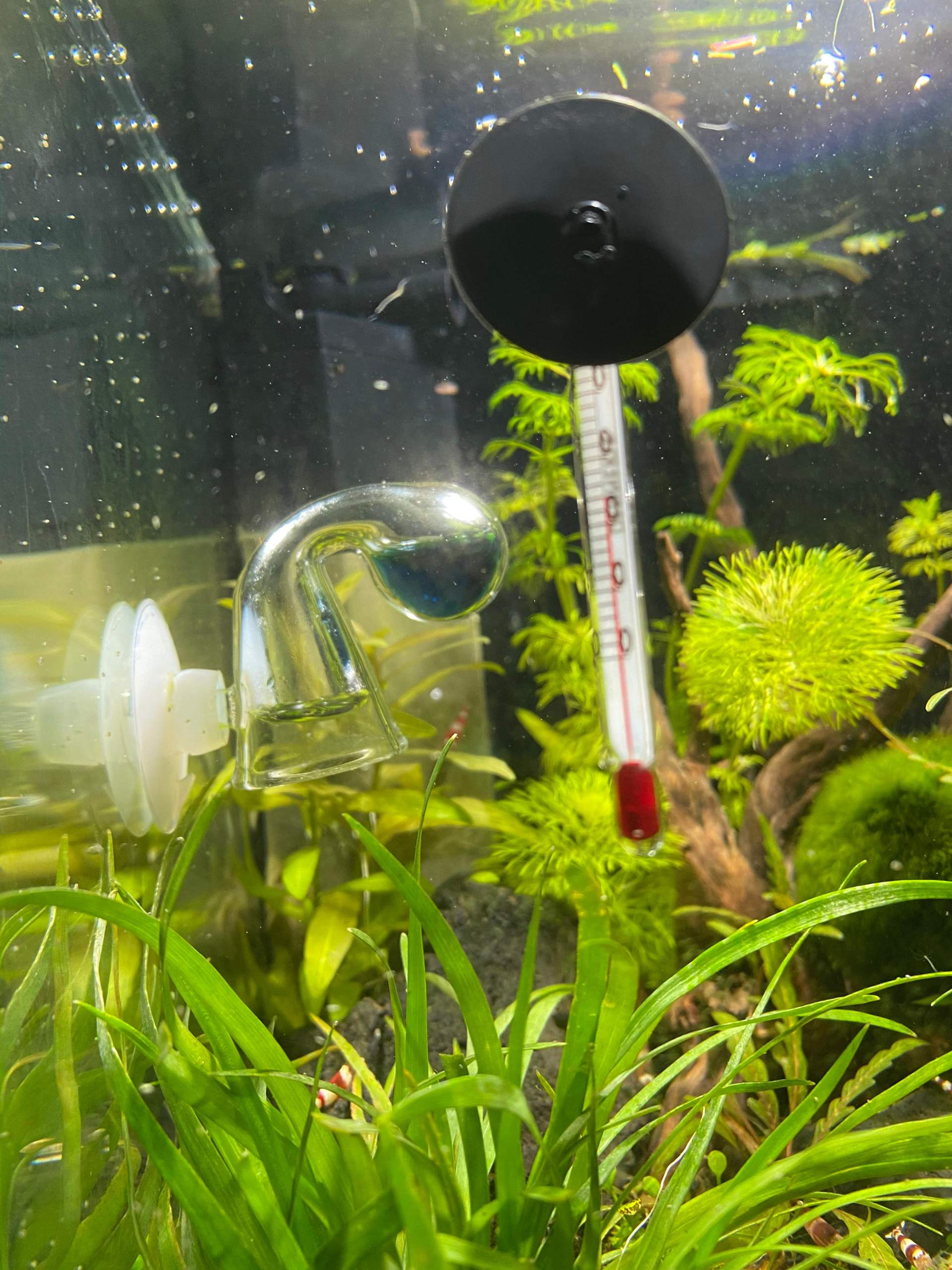 Kleine Weiße Punkte Im Aquarium Die Sich Bewegen