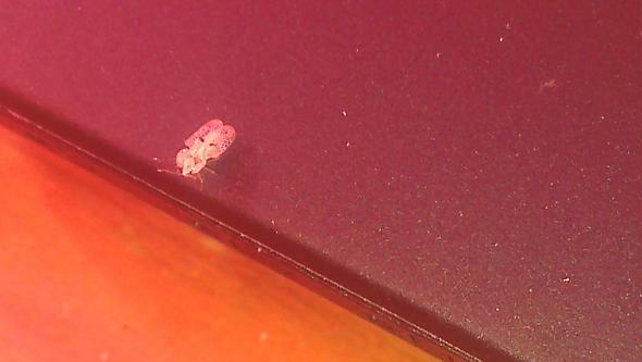 Was ist das? - (Insekten, weiß)