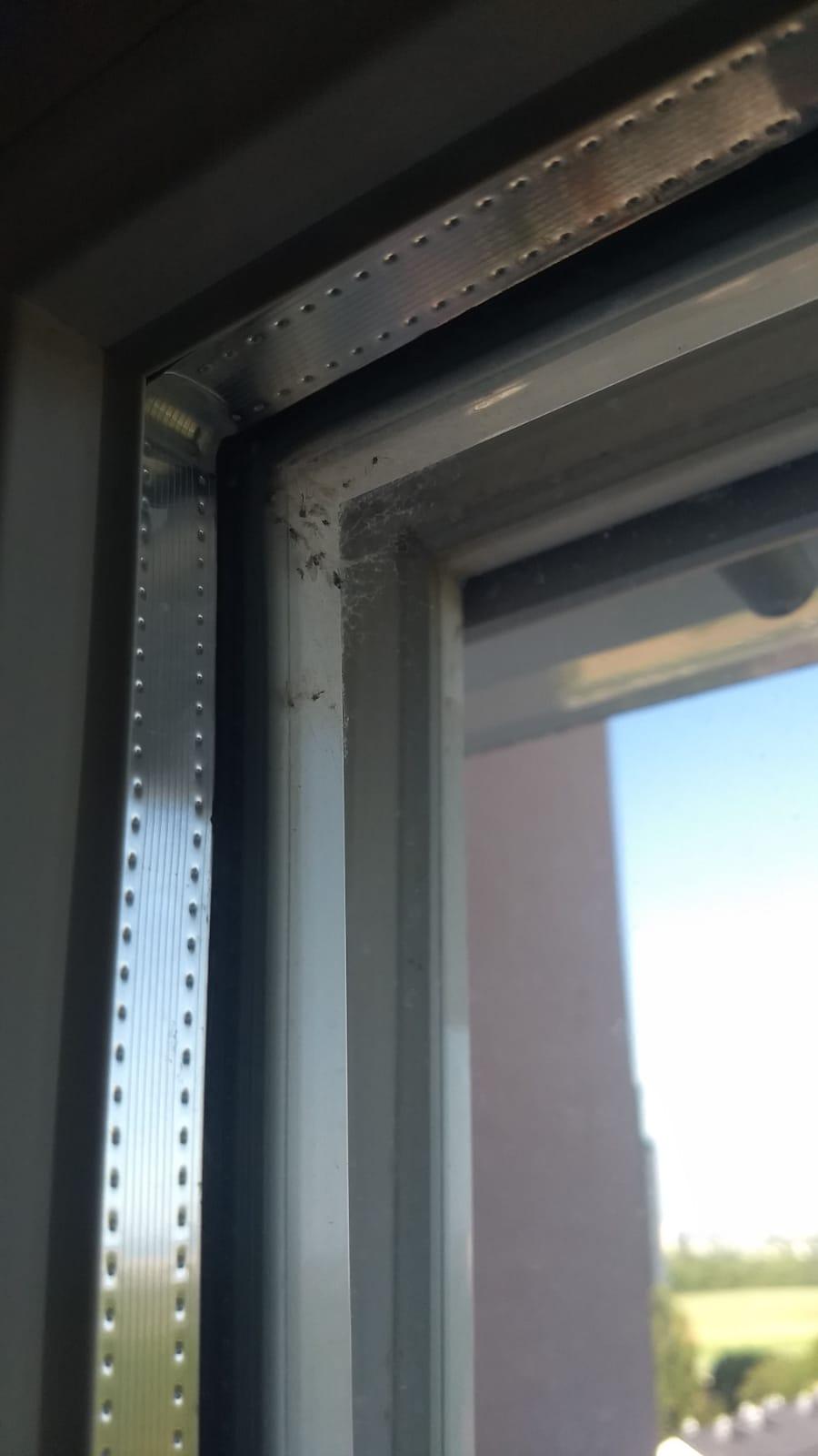 Kleine Weiße Fliegen am Fenster? (Insekten, Schädlinge, Läuse)