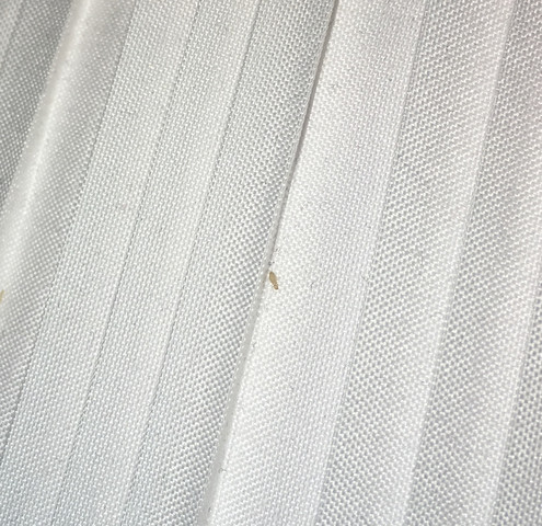 Kleine Weisse Insekten Im Schlaftzimmer Beseitigung