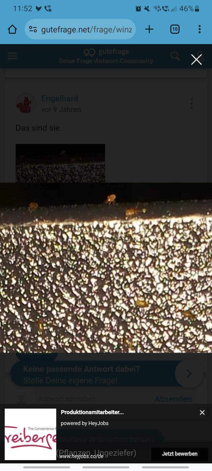 Kleine weiße Insekten in der Erde? (Schädlinge)