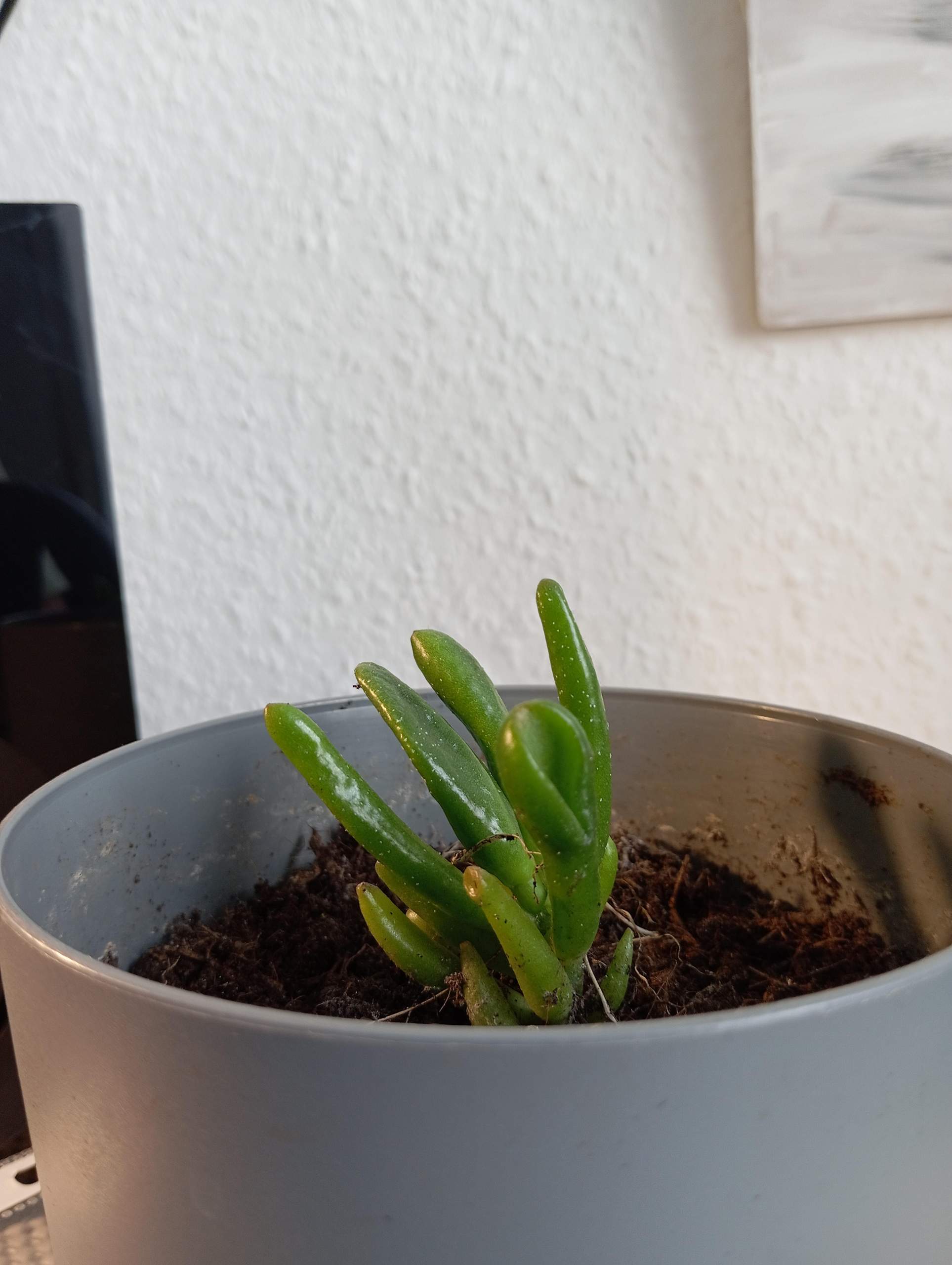 Kleine weie pnktchen am Kaktus? (Wasser, Flecken, Erde)