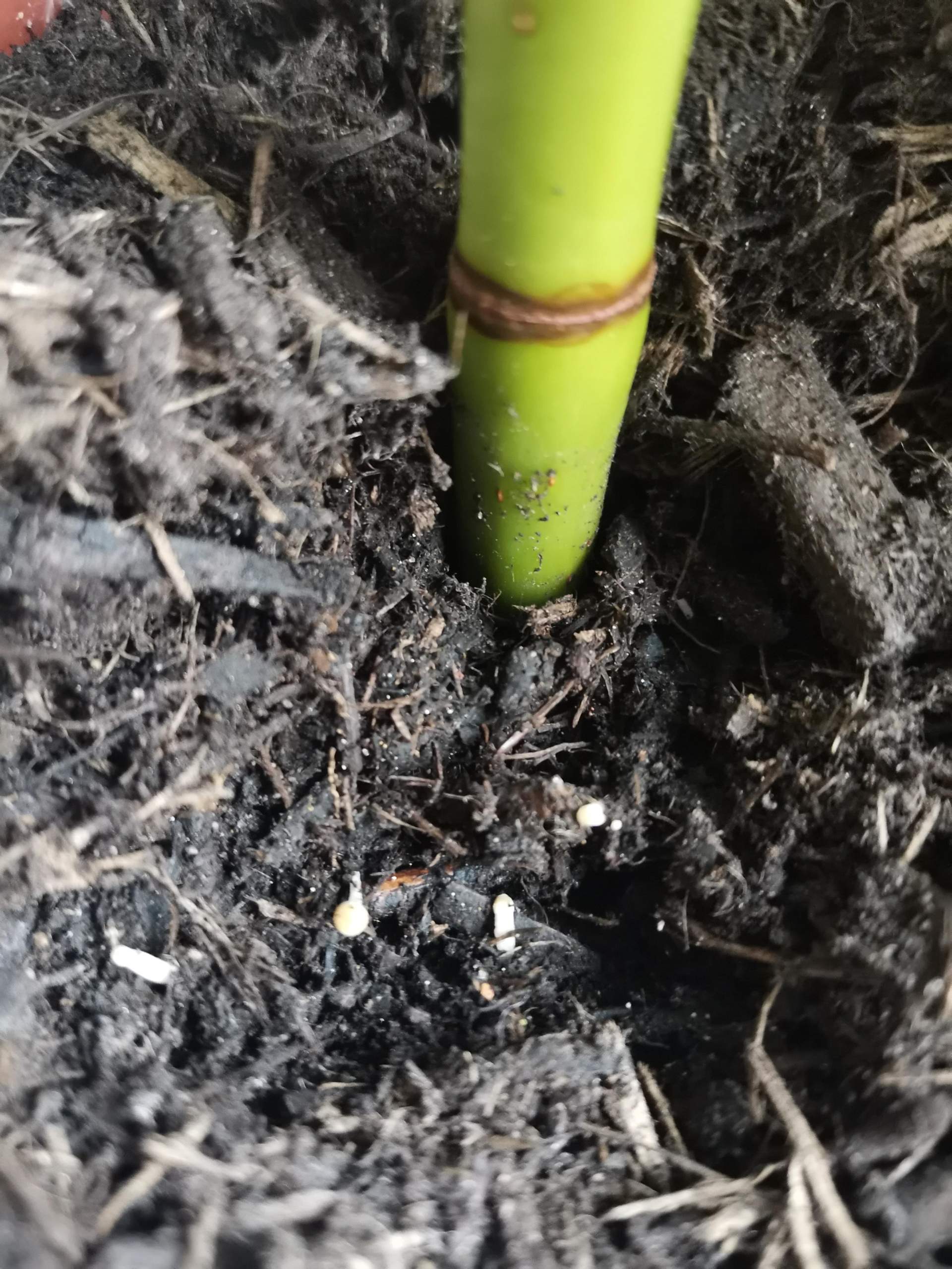 Kleine weiße Punkte in Blumenerde? (Erde, Schädlinge, Pilze) Kleine weiße Punkte in Blumenerde? (Erde, Schädlinge, Pilze)