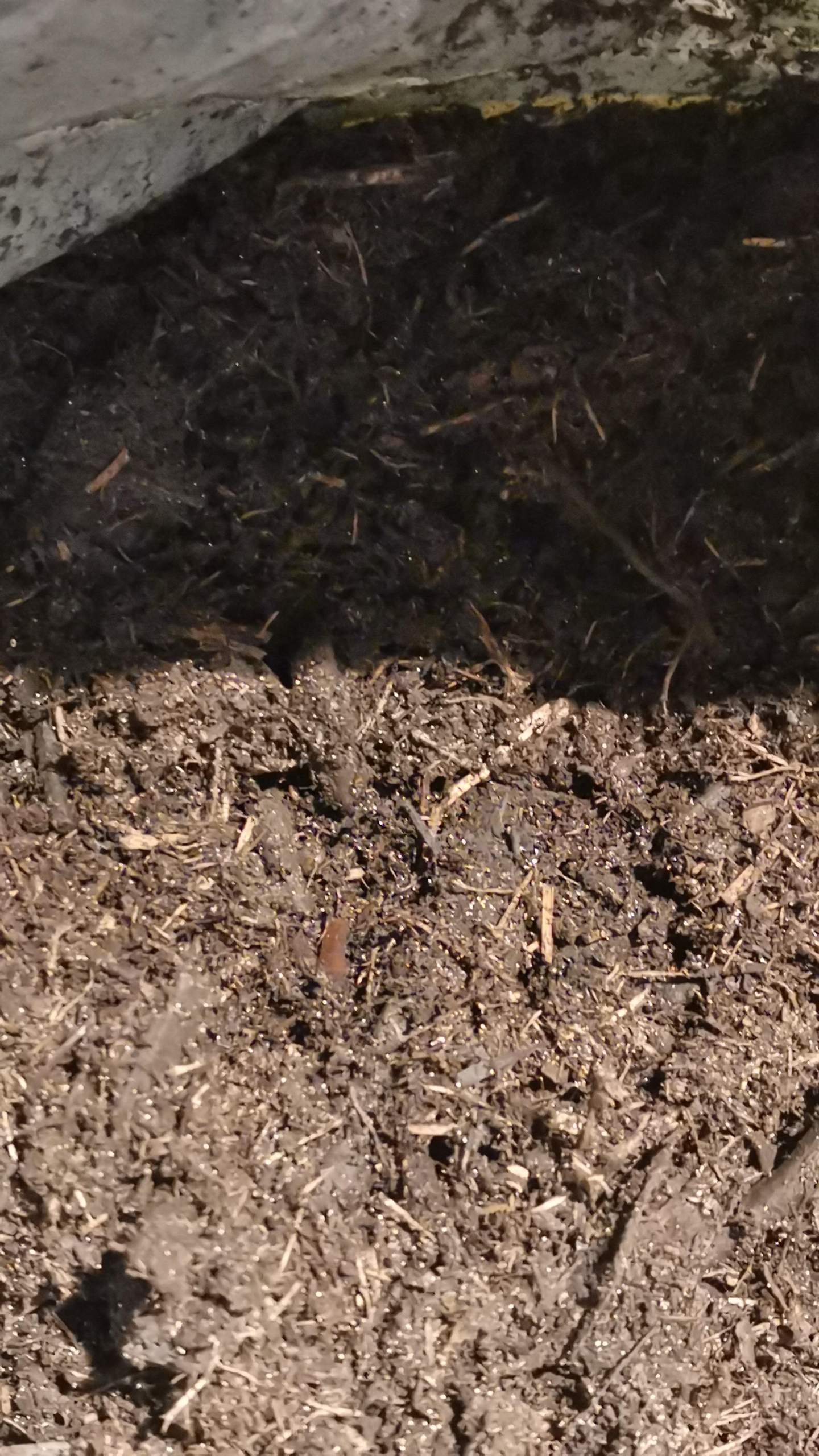 Kleine weiße Punkte in Blumenerde? (Erde, Schädlinge, Pilze) Kleine weiße Punkte in Blumenerde? (Erde, Schädlinge, Pilze)