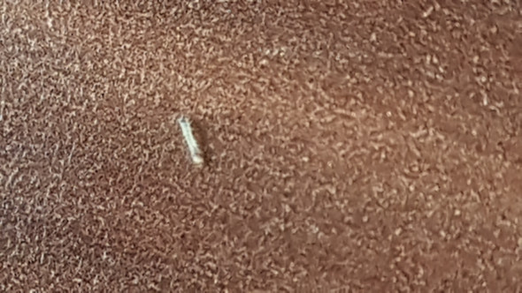 - (Insekten, Ungeziefer)