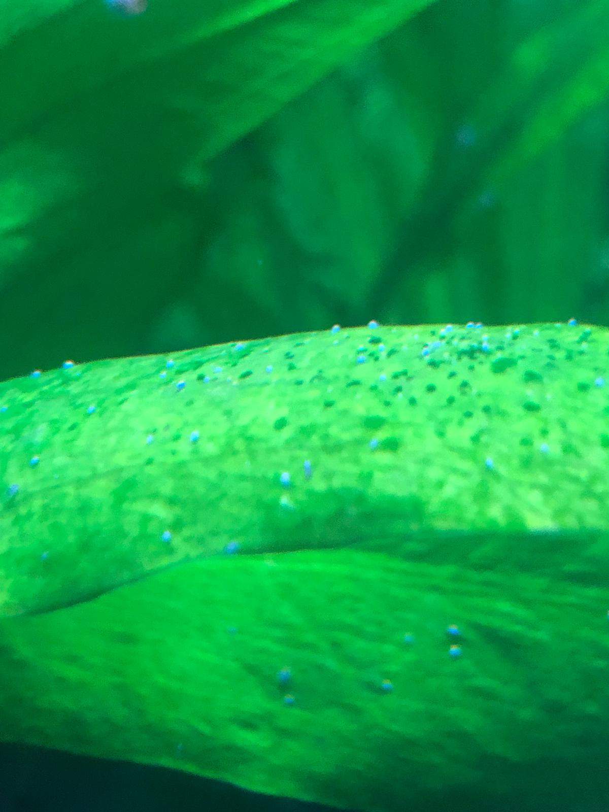 Kleine weiße Tierchen im Aquarium. Was kann das sein? (Aquaristik