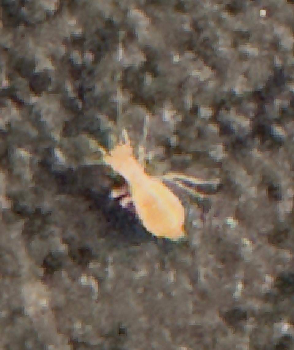 Kleine Weiße Tierchen In Der Erde Kleine weiße Tierchen in Küche - was ist das? Mit Fotos? (Insekten