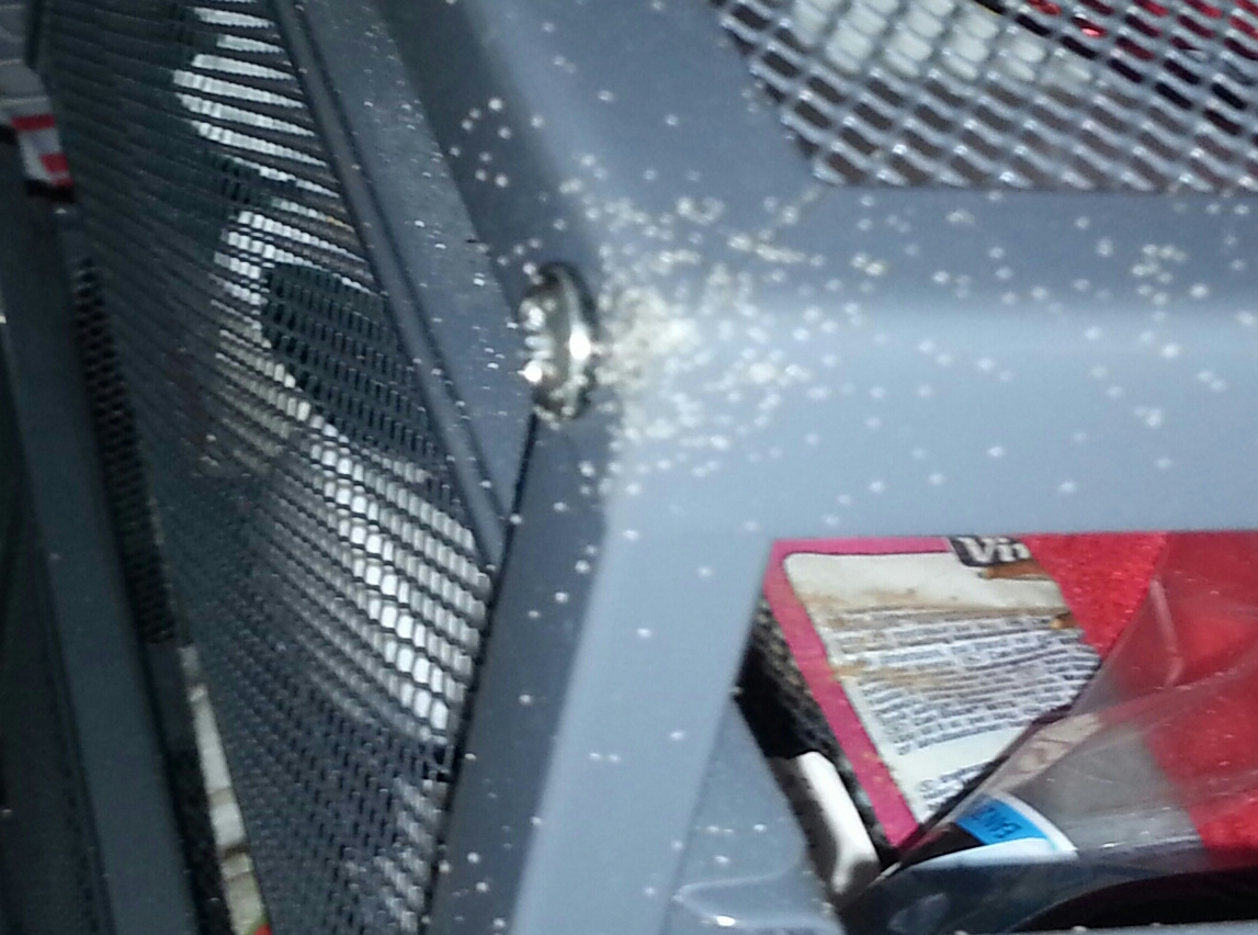 Kleine Weie Tierchen In Wohnung Insekten Kleine Weie Tierchen In Wohnung Insekten